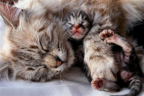 kedi yavruları annesinden ne zaman ayrılır